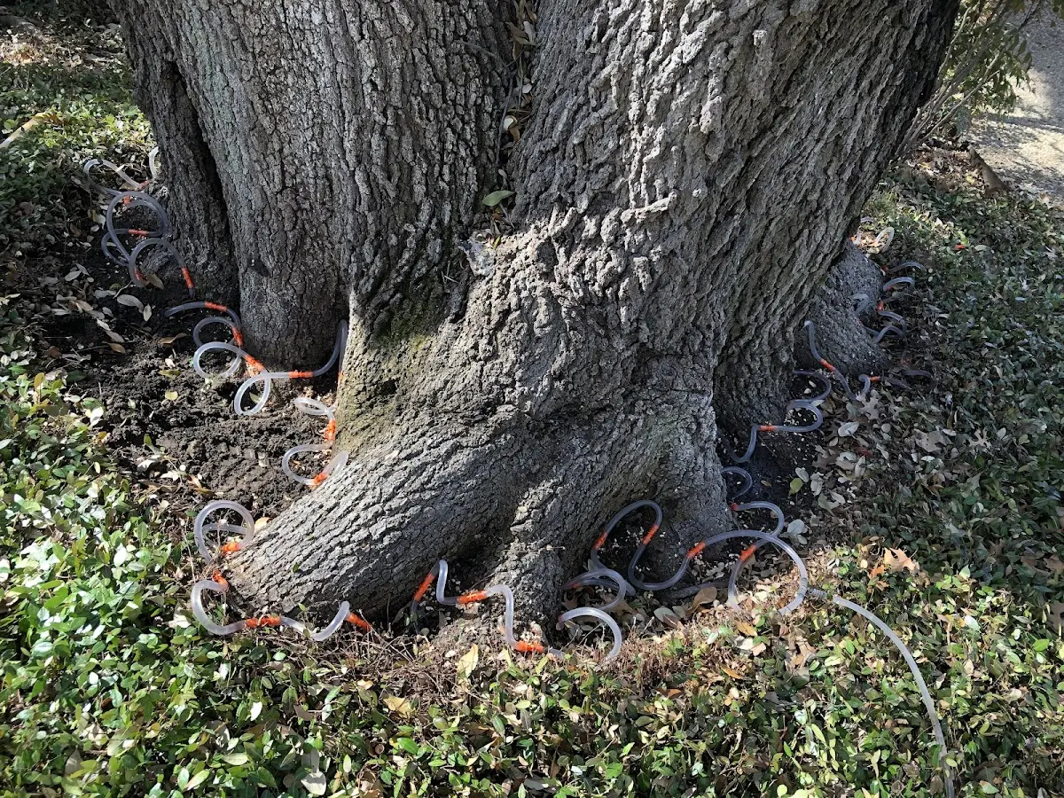 Detailed Tree Cabling and Bracing job site in Calhoun